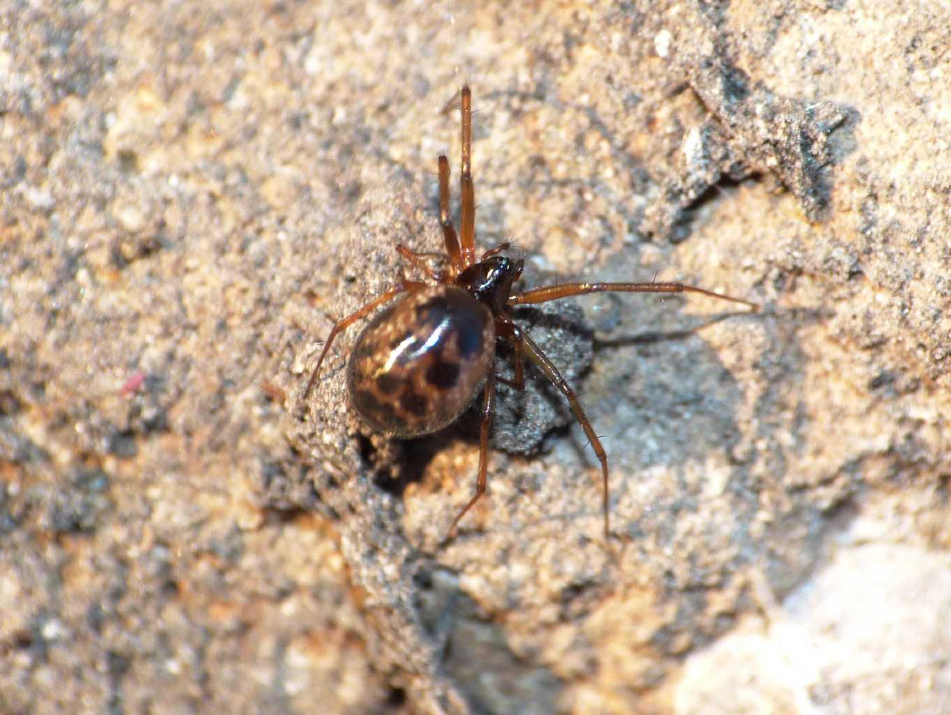 Femmina di Linyphiidae - Caffarella (RM)